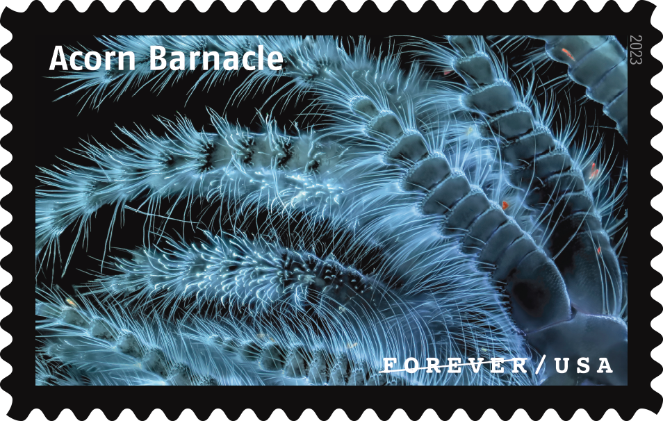 2023 Life Magnified Stamps - Forever Stamps