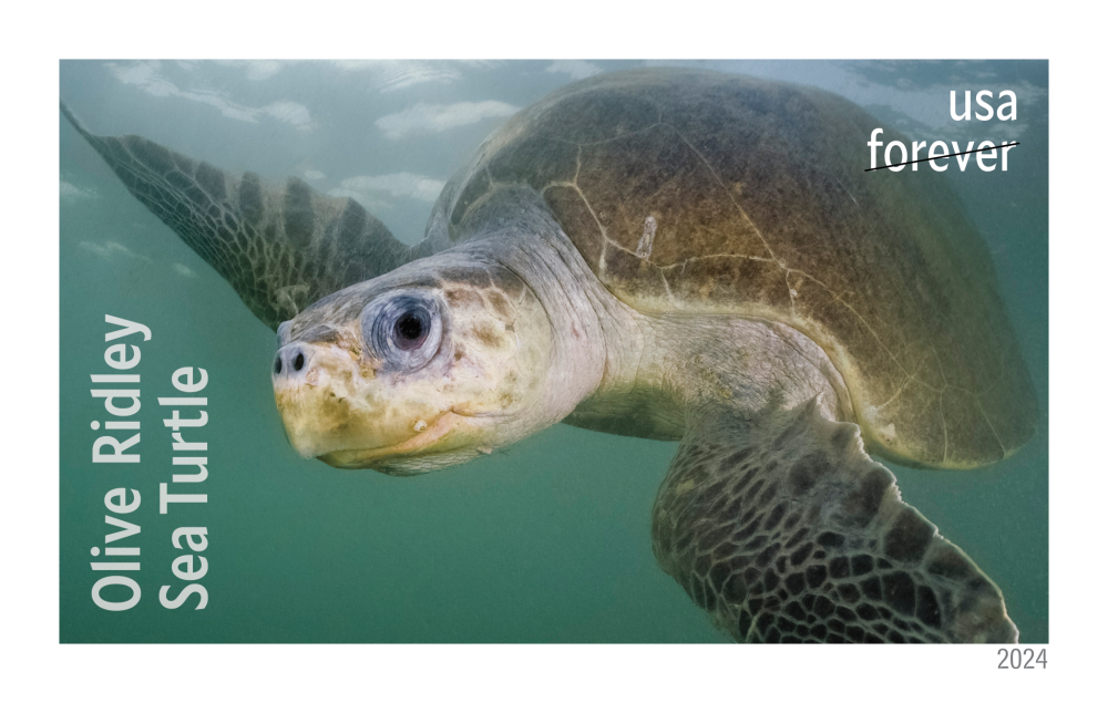 2024 Protect Sea Turtles Stamps - Forever Stamps
